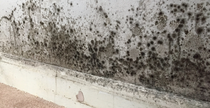 Black mould on wall